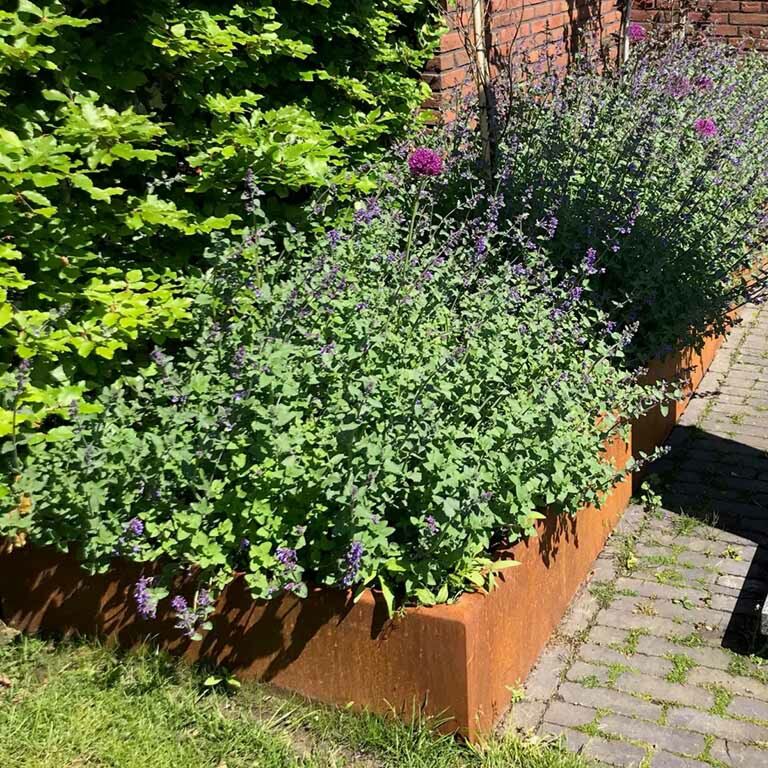 Škarpa iz jekla corten ravno 100 cm (višina 50 cm)