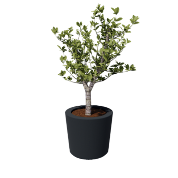 Poliester Korito za rože - Stožčast - Ø 63 x 52 cm - RAL7021 mat (črno-siva) - Z dnom