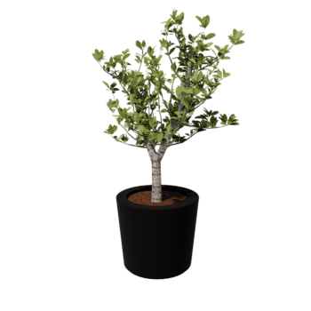 Poliester Korito za rože - Stožčast - Ø 63 x 52 cm - RAL9005 mat (črna) - Z dnom