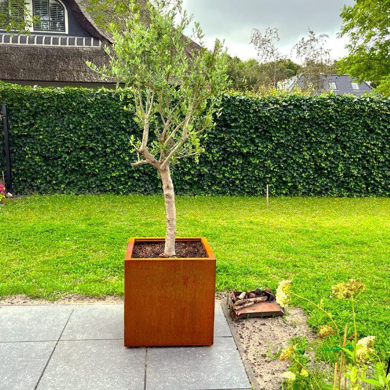 Korito za rože iz jekla corten Miami 60 x 60 cm